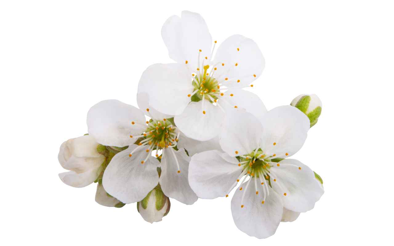 Small white flowers in bloom